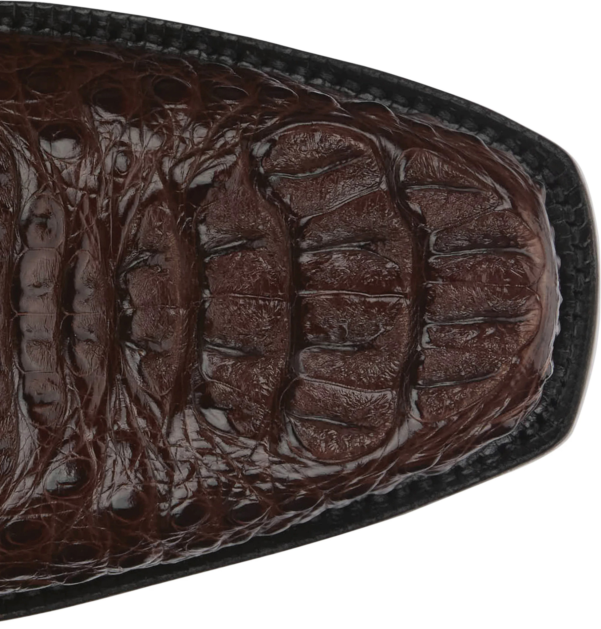 Salvador 13" Hornback Caiman shown on model 