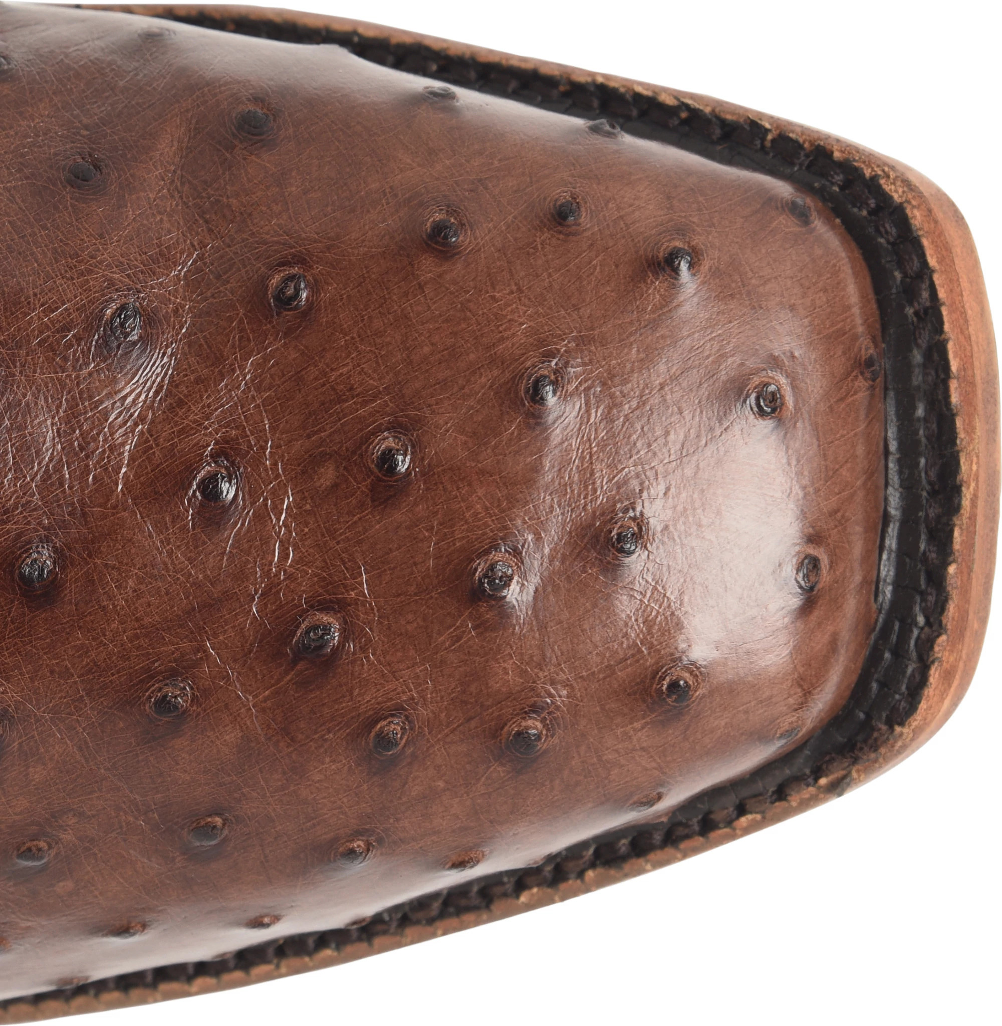 Rancher 12" Full Quill Ostrich se muestra en el modelo