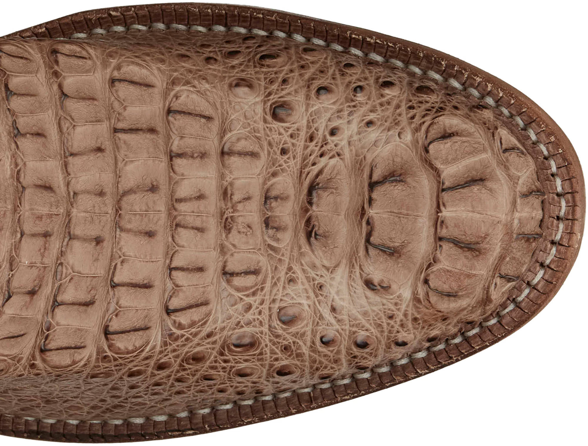 Elio 11" Hornback Caiman  shown on model 