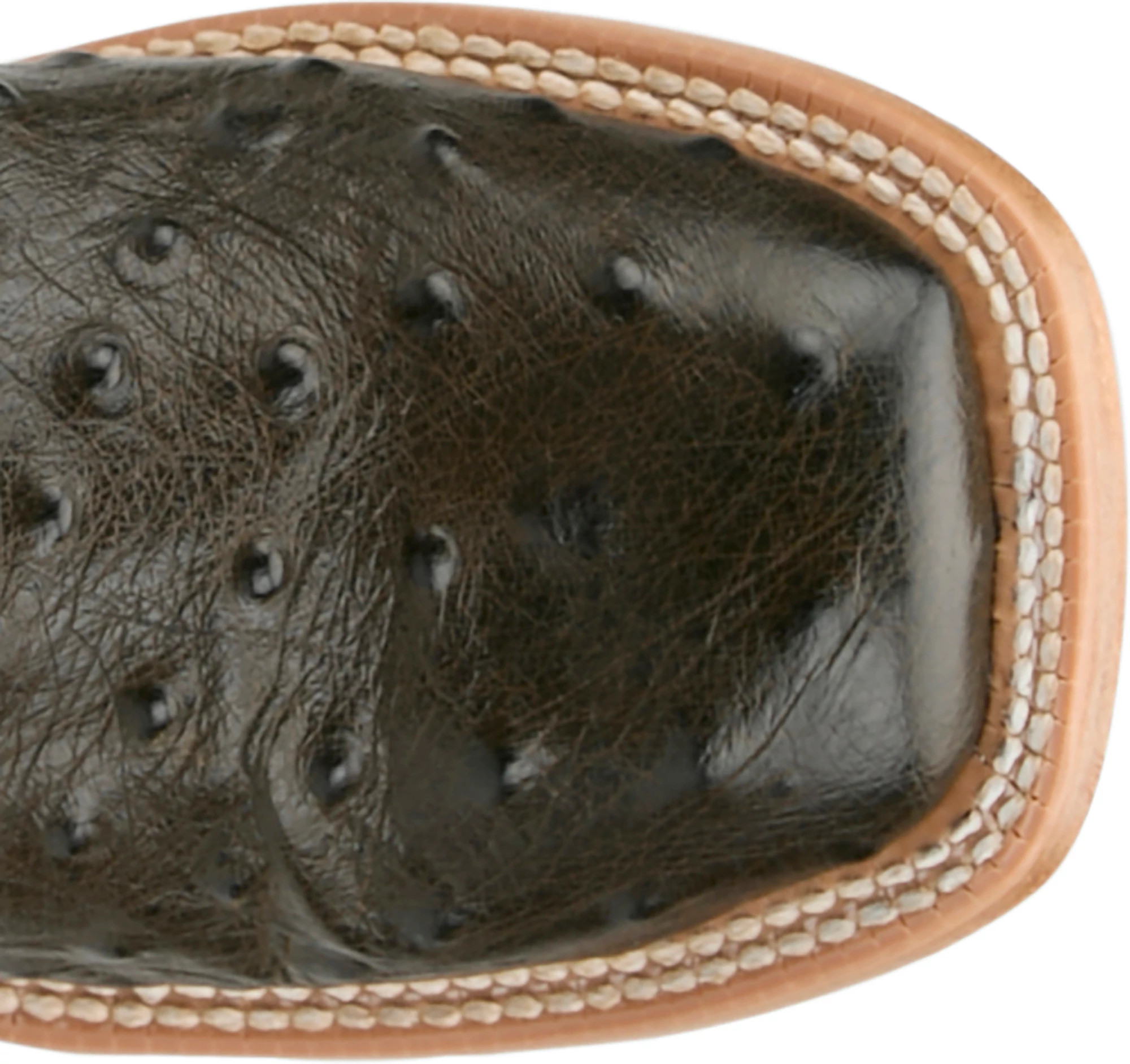 Cheyenne 11" Ostrich shown on model 
