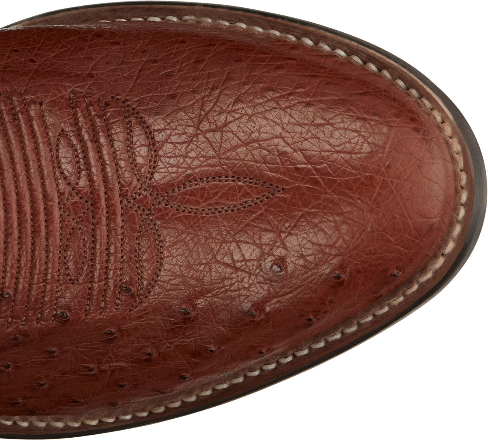 Tiberius 13" Smooth Ostrich  shown on model 