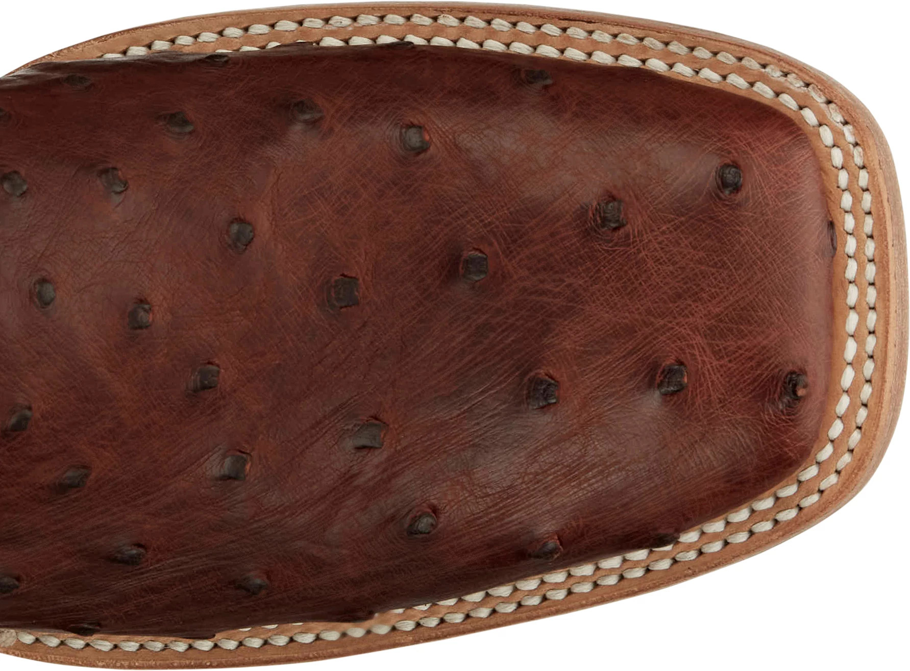 Doc Bar - Full Quill Ostrich  shown on model 