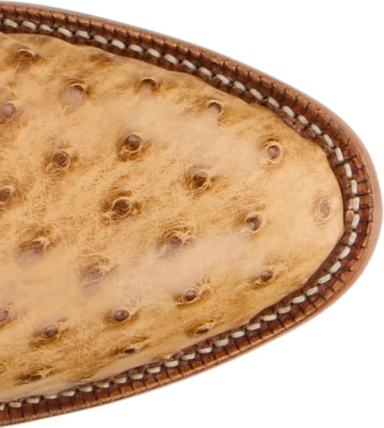 Arlington 13" Full Quill Ostrich shown on model 